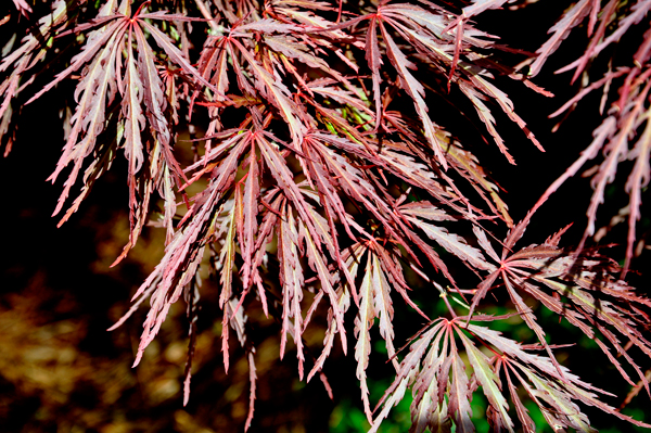 tree leaves